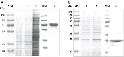 α-Galactosidase and Sucrose-Kinase Relationships in a Bi-functional AgaSK Enzyme Produced by the Human Gut Symbiont Ruminococcus gnavus E1